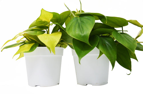 2 Philodendron Variety Pack - 4" Pots - Holiday Corner