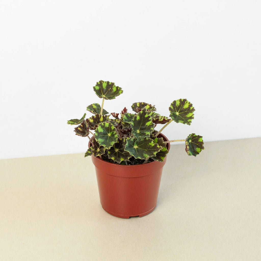 Begonia Tiger Paws - 4" Pot - Holiday Corner