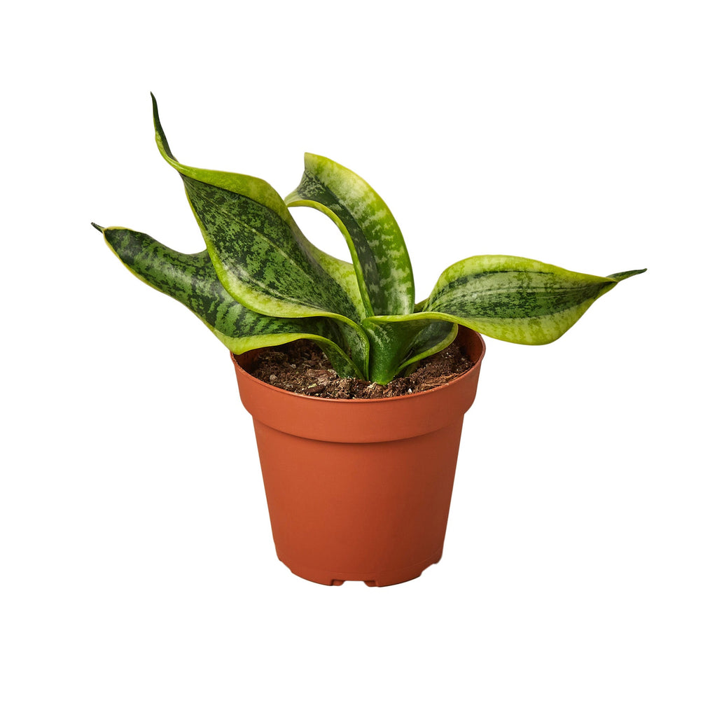 Snake Plant Twist - Holiday Corner