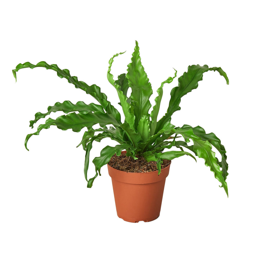 Bird’s Nest 'Victoria' Fern - Holiday Corner