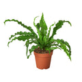 Bird’s Nest 'Victoria' Fern - Holiday Corner