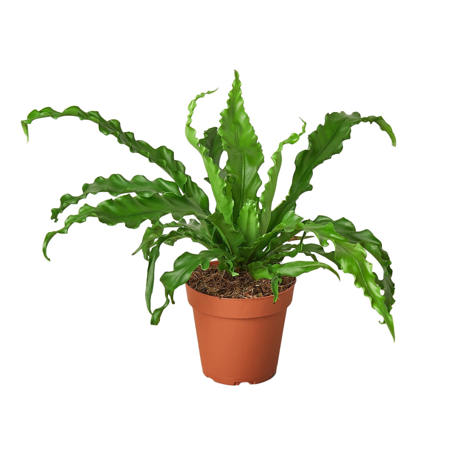 Bird’s Nest 'Victoria' Fern - Holiday Corner