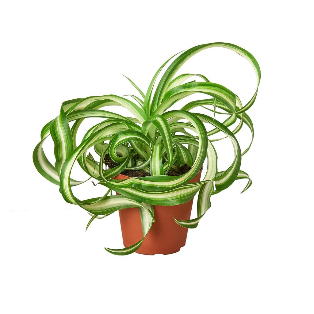 Spider Plant 'Bonnie' - Holiday Corner
