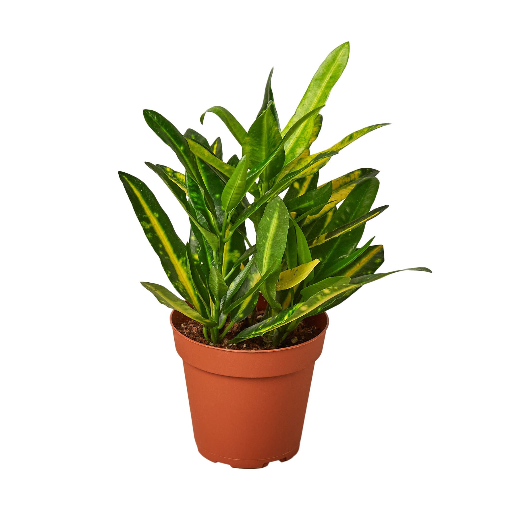 Croton 'Sunny Star' - Holiday Corner