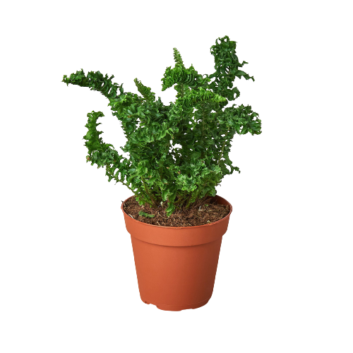 'Emina' Fern - 4" Pot - Holiday Corner