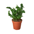 'Emina' Fern - 4" Pot - Holiday Corner