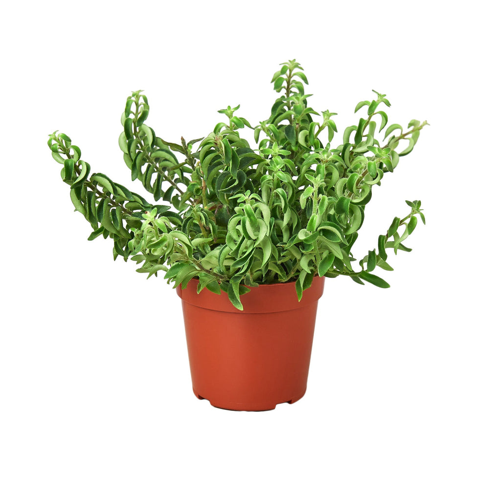 Curly Lipstick Plant - Holiday Corner