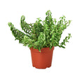 Curly Lipstick Plant - Holiday Corner