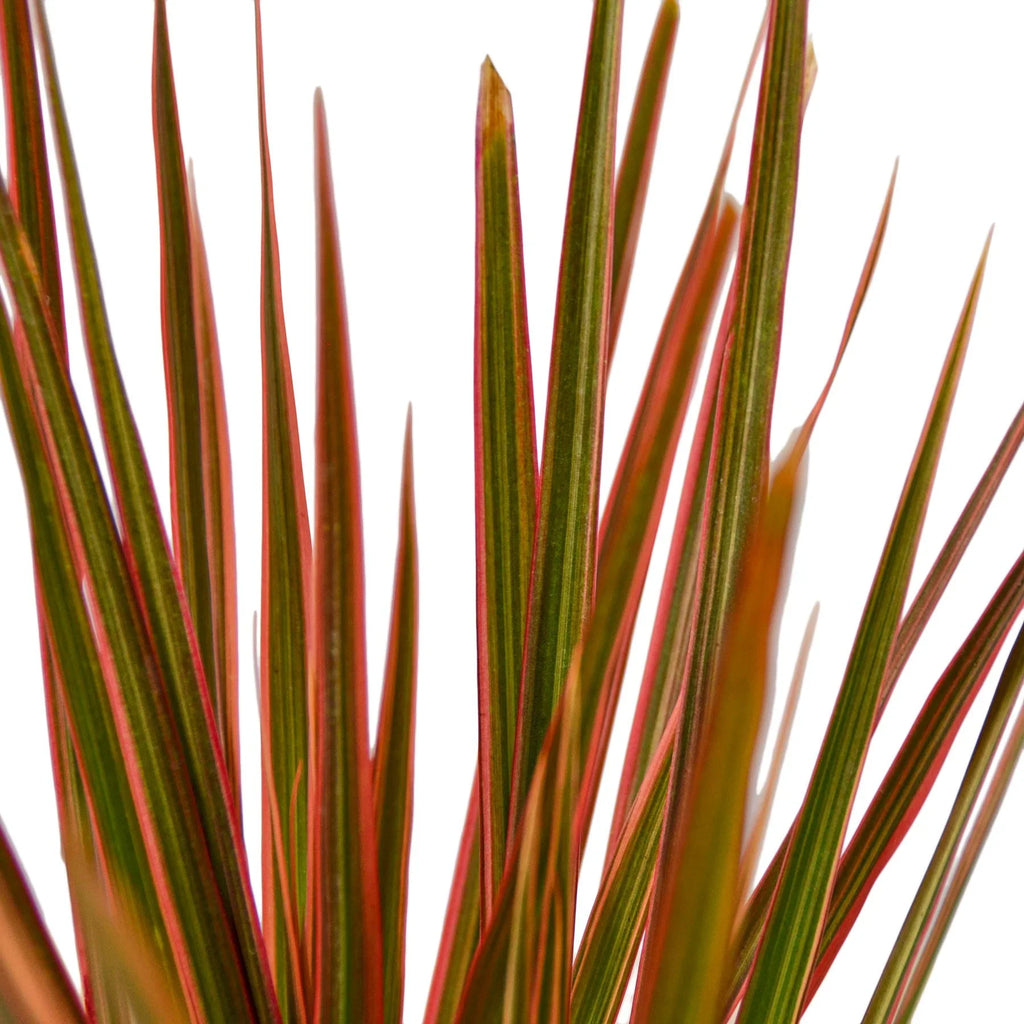 Dracaena 'Colorama' - Holiday Corner