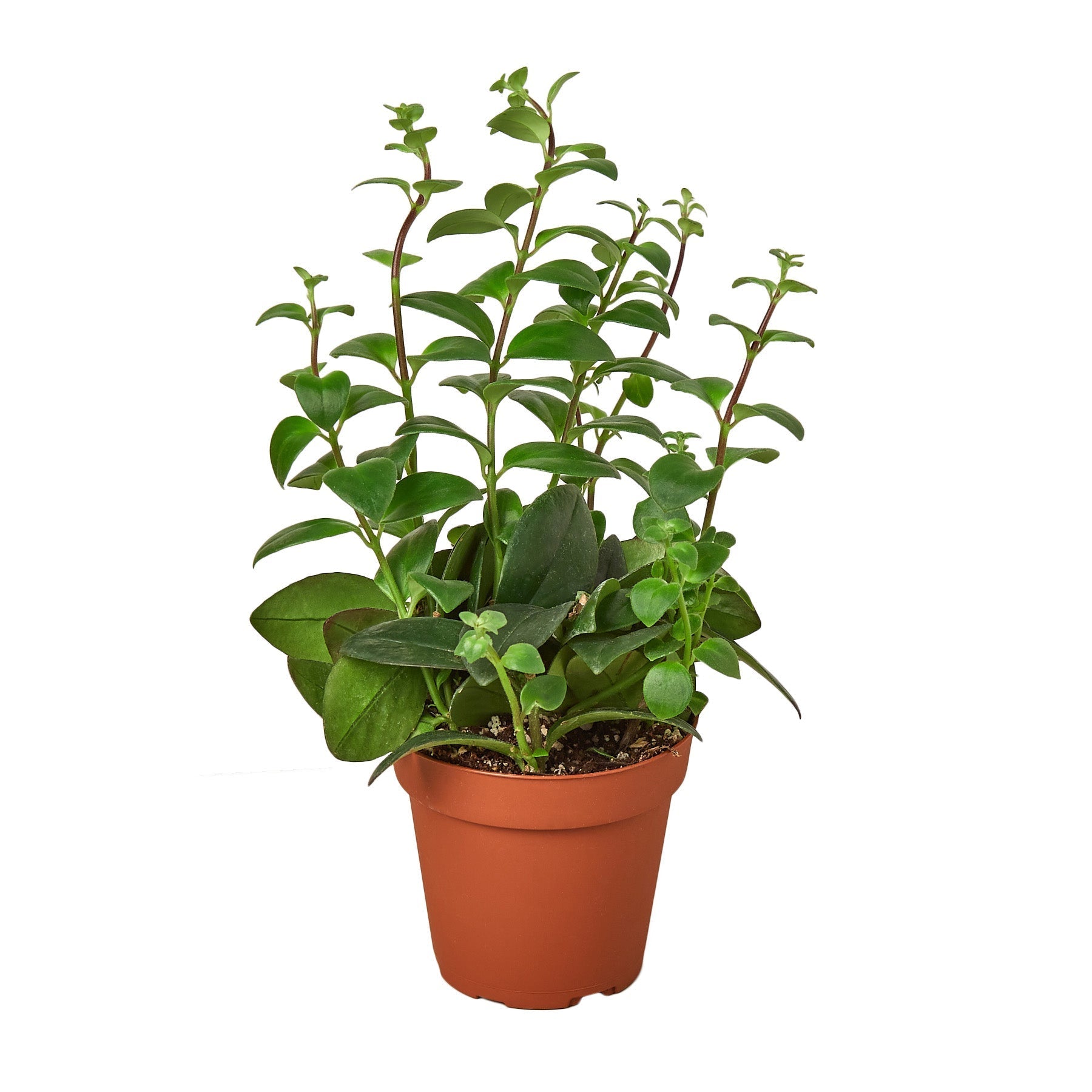 Lipstick Plant - 4" Pot - NURSERY POT ONLY - Holiday Corner