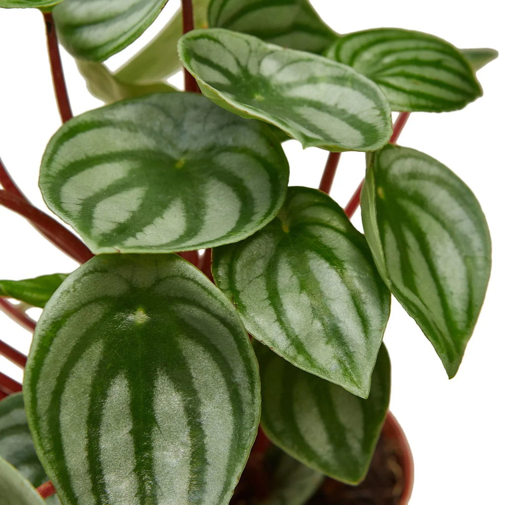 Peperomia Watermelon - Holiday Corner