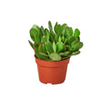Succulent Crassula 'Jade' - Holiday Corner