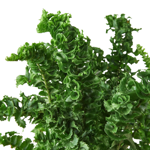 'Emina' Fern - 4" Pot - Holiday Corner