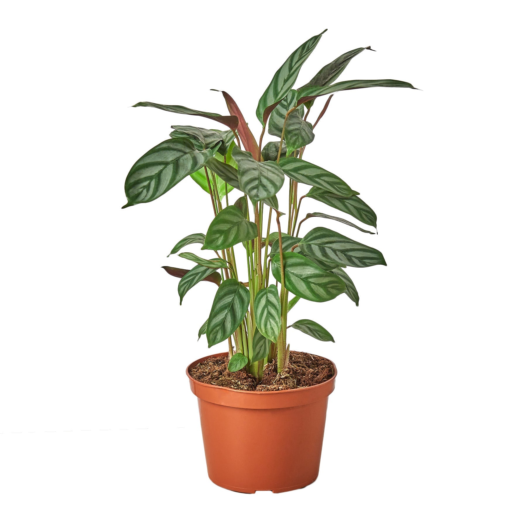 Calathea 'Grey Star' - Holiday Corner