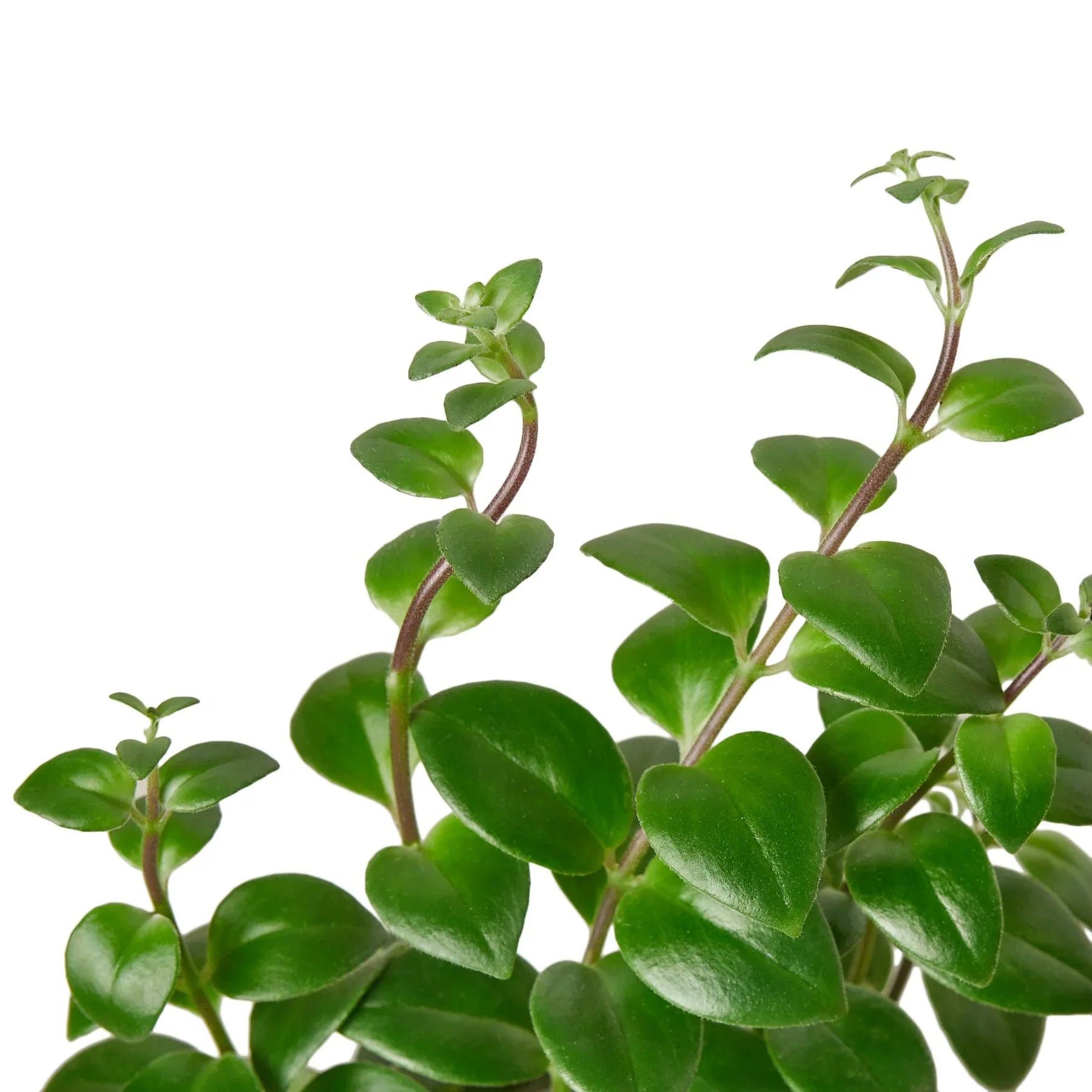 Lipstick Plant - Holiday Corner