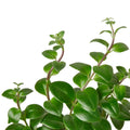 Lipstick Plant - 6" Pot - NURSERY POT ONLY - Holiday Corner