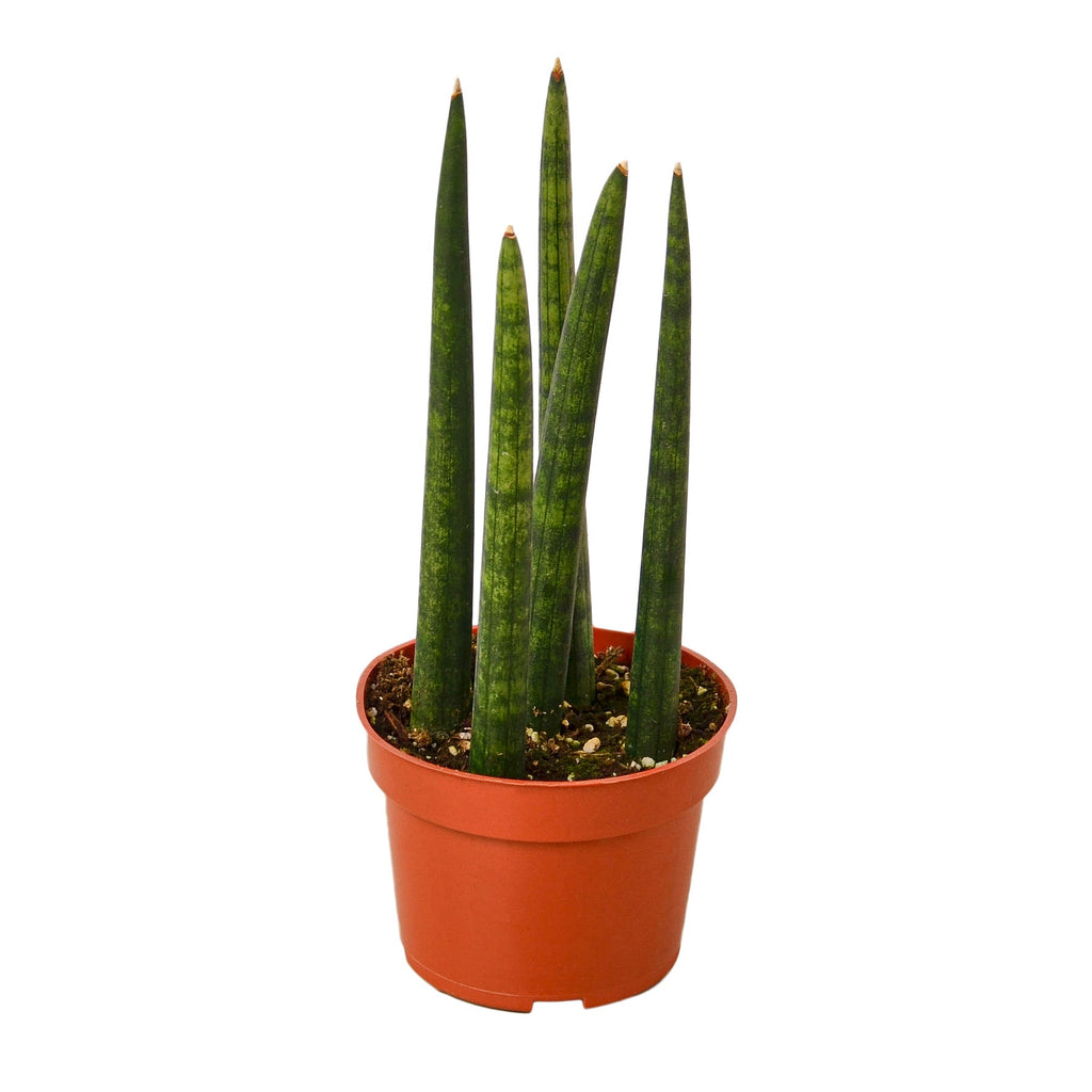 Snake Plant Cylindrica - Holiday Corner