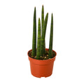 Snake Plant Cylindrica - Holiday Corner