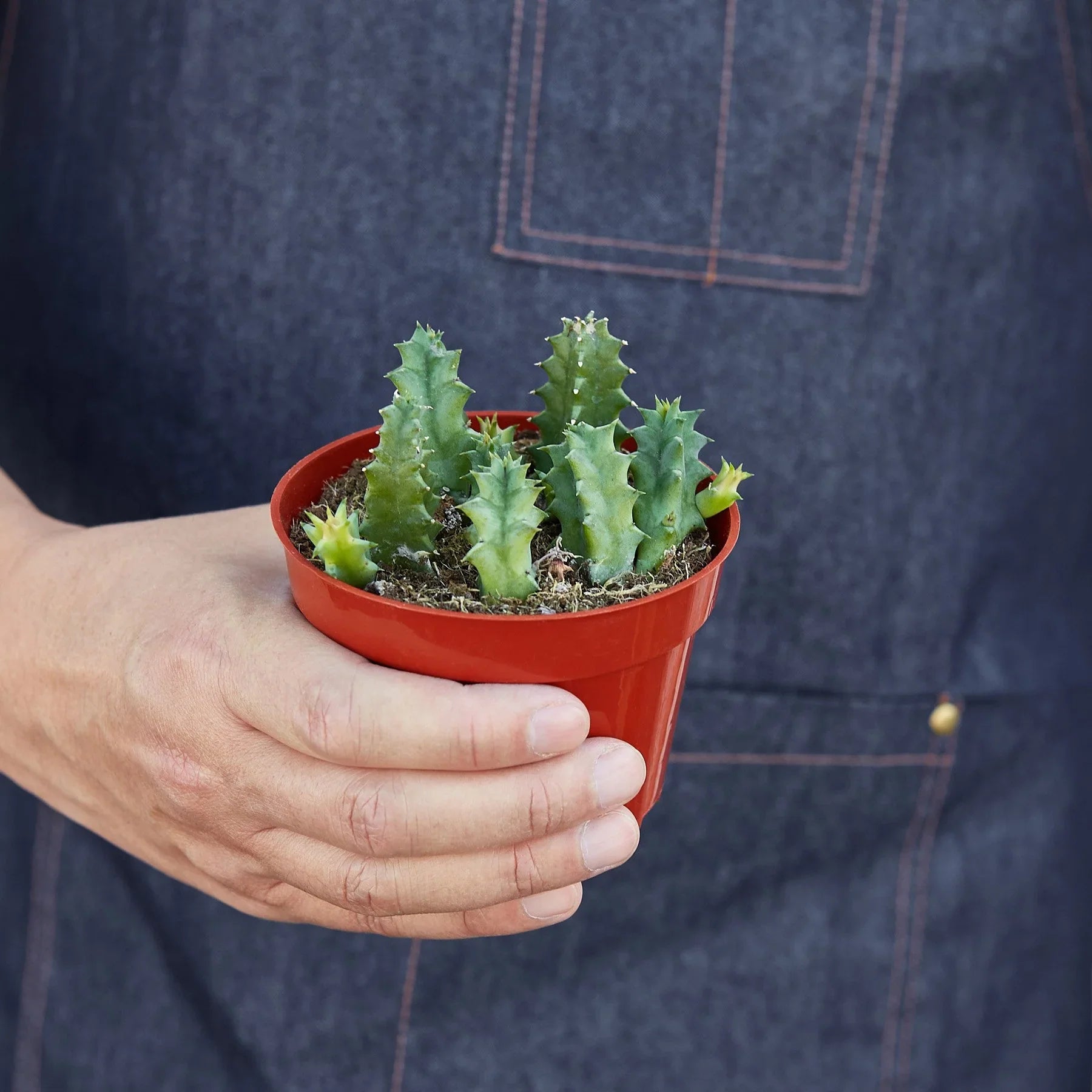 Lifesaver Cactus - Holiday Corner