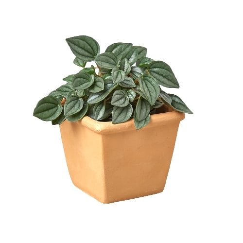 1 Pre-Potted Subscription Box - Holiday Corner