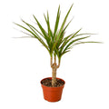Dracaena Marginata Cane - Holiday Corner