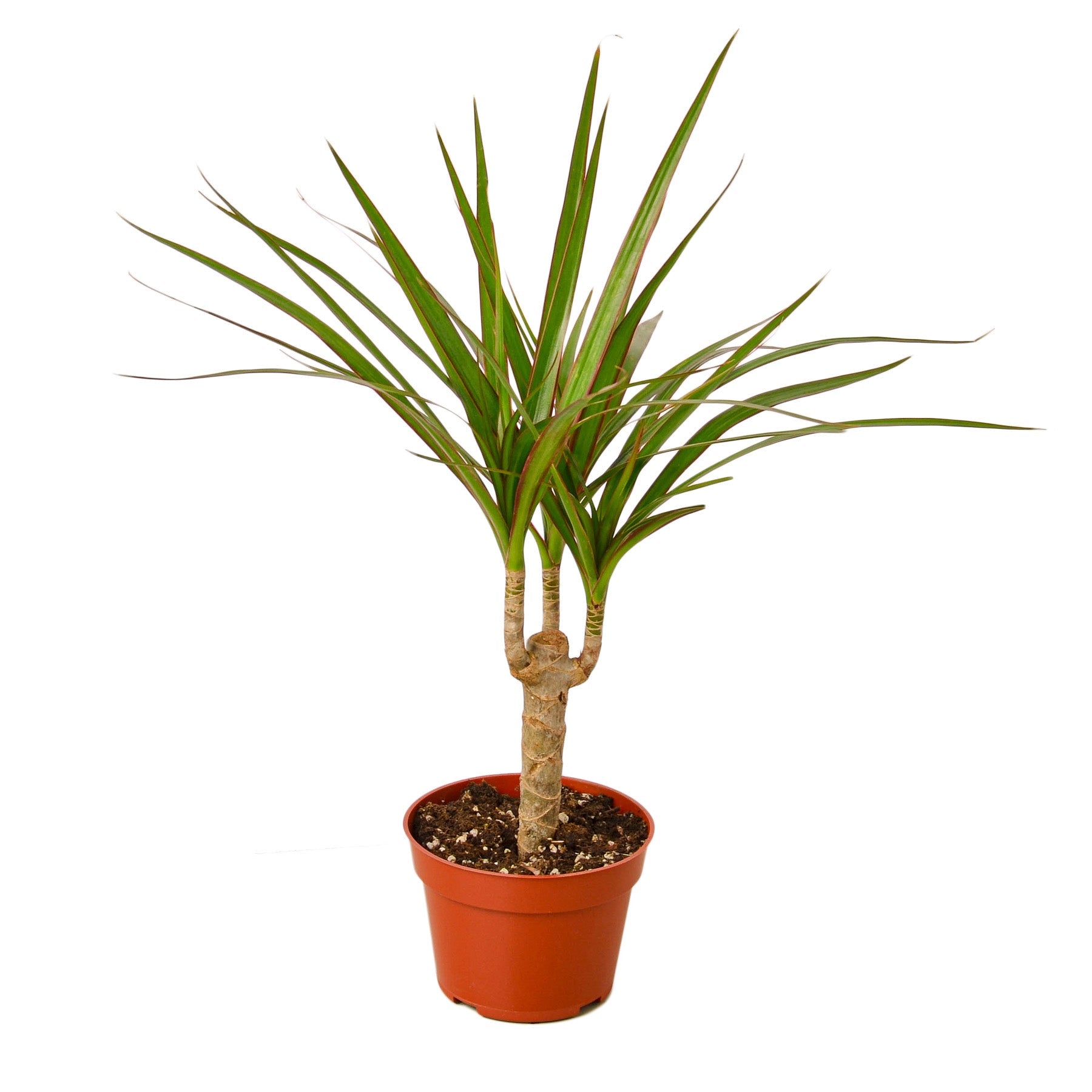 Dracaena Marginata Cane - Holiday Corner