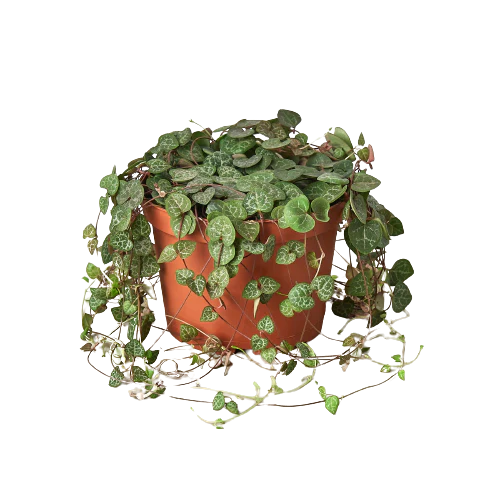 Succulent 'String of Hearts' - Holiday Corner