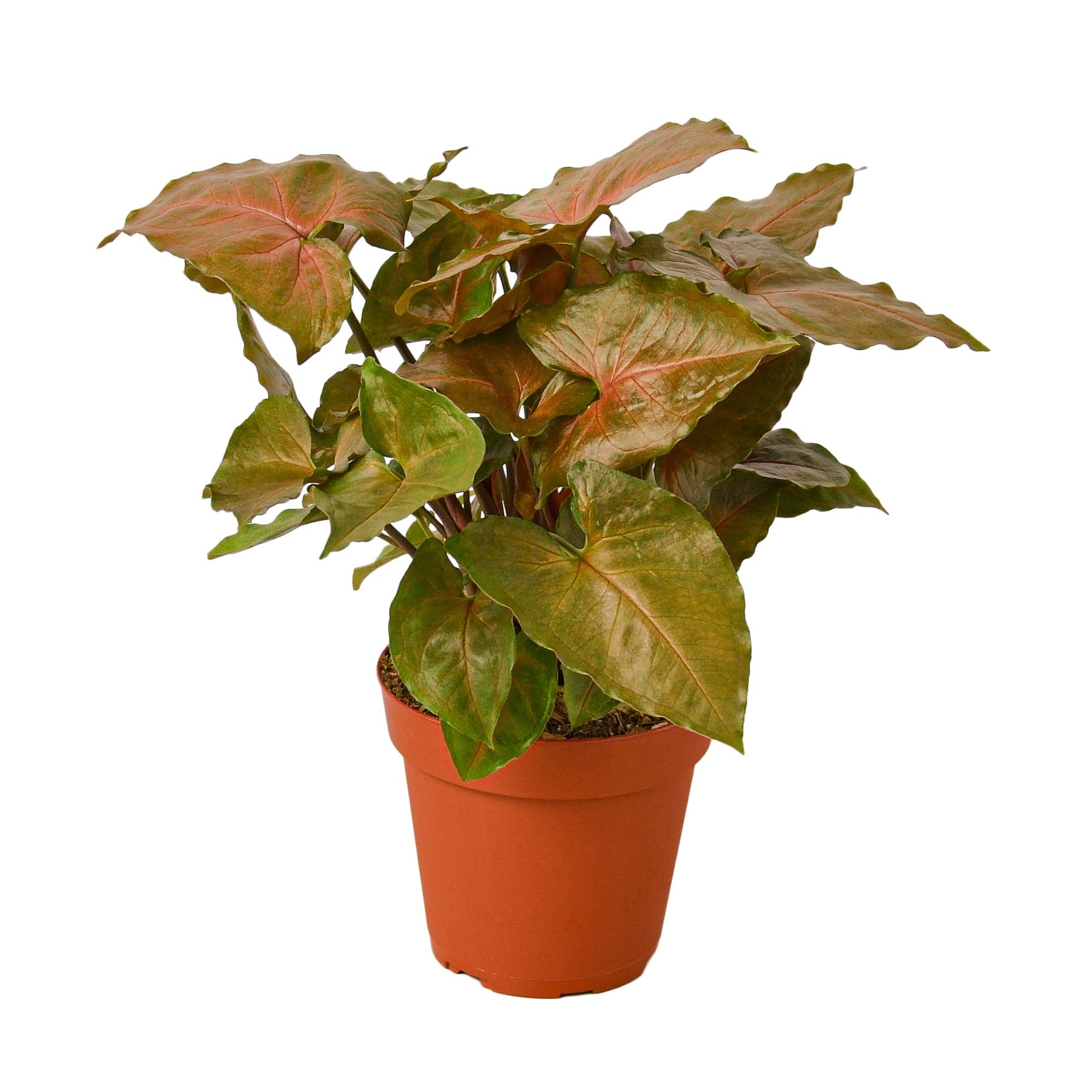 Syngonium Merry - Holiday Corner