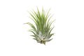 Tillandsia Air Plant Ionantha - 25 Pack - Holiday Corner