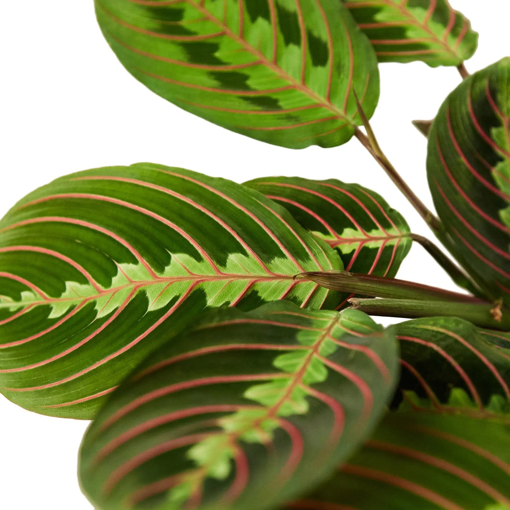 Maranta Red Prayer - Holiday Corner