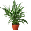 Chinese Evergreen 'Cutlass' - Holiday Corner