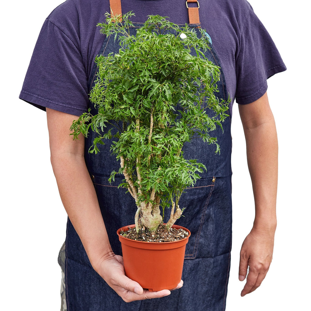 Aralia Ming Stump Plant - Holiday Corner
