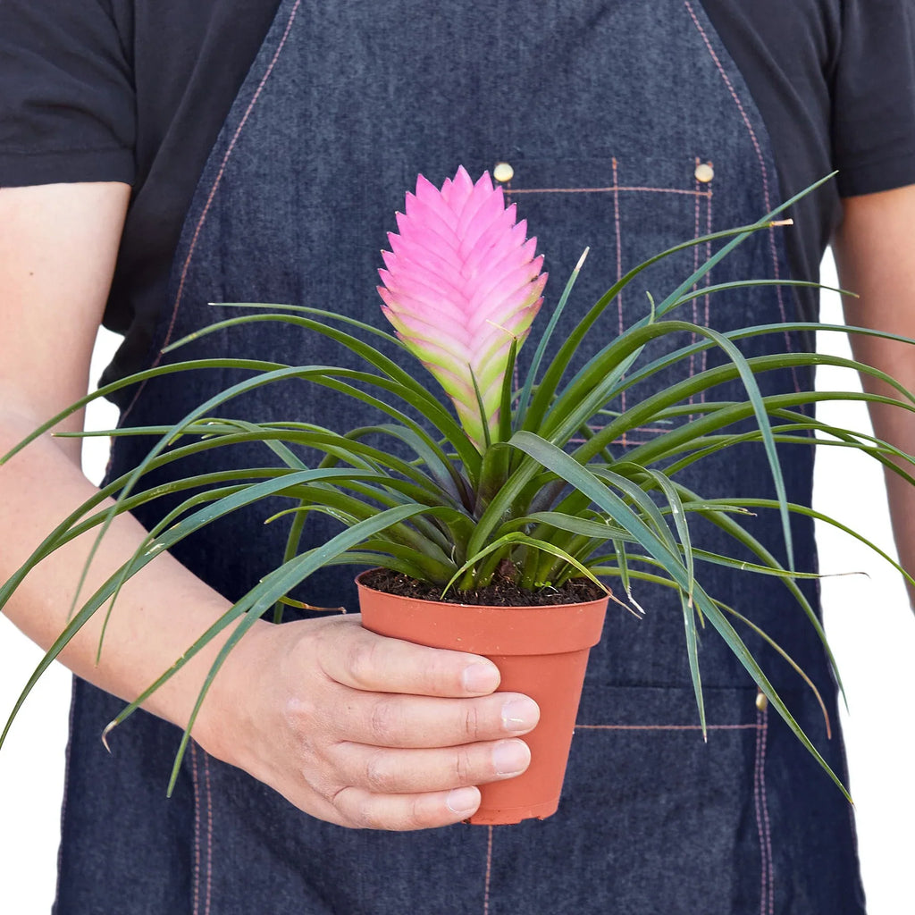 Bromeliad Cyanea 'Pink Quill' - Holiday Corner