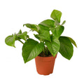 Pothos 'Green Queen' - Holiday Corner