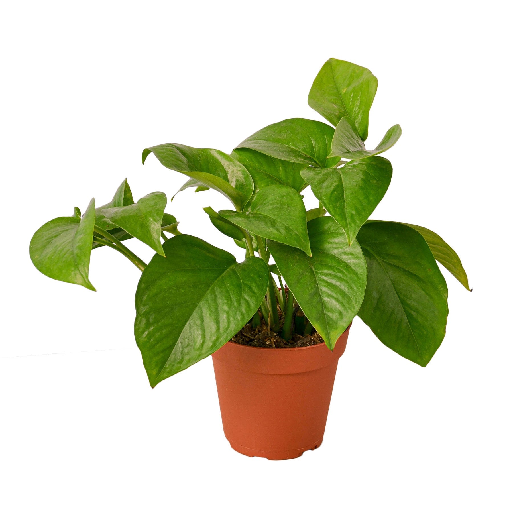Pothos 'Green Queen' - Holiday Corner
