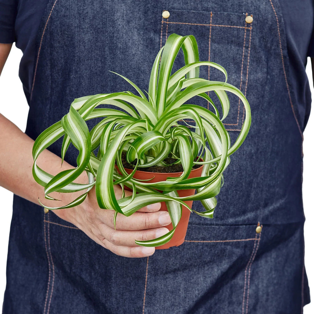 Spider Plant 'Bonnie' - Holiday Corner