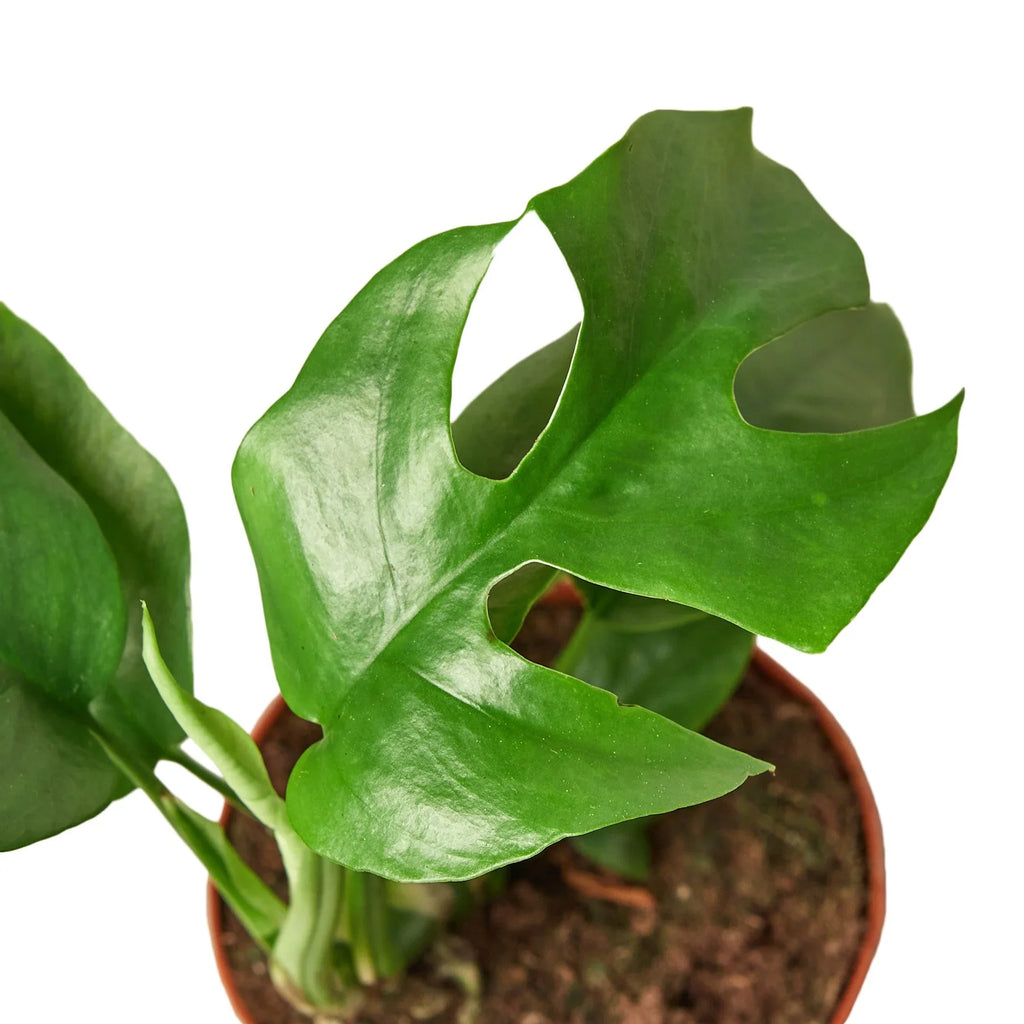 Philodendron Mini Monstera Minima - Holiday Corner