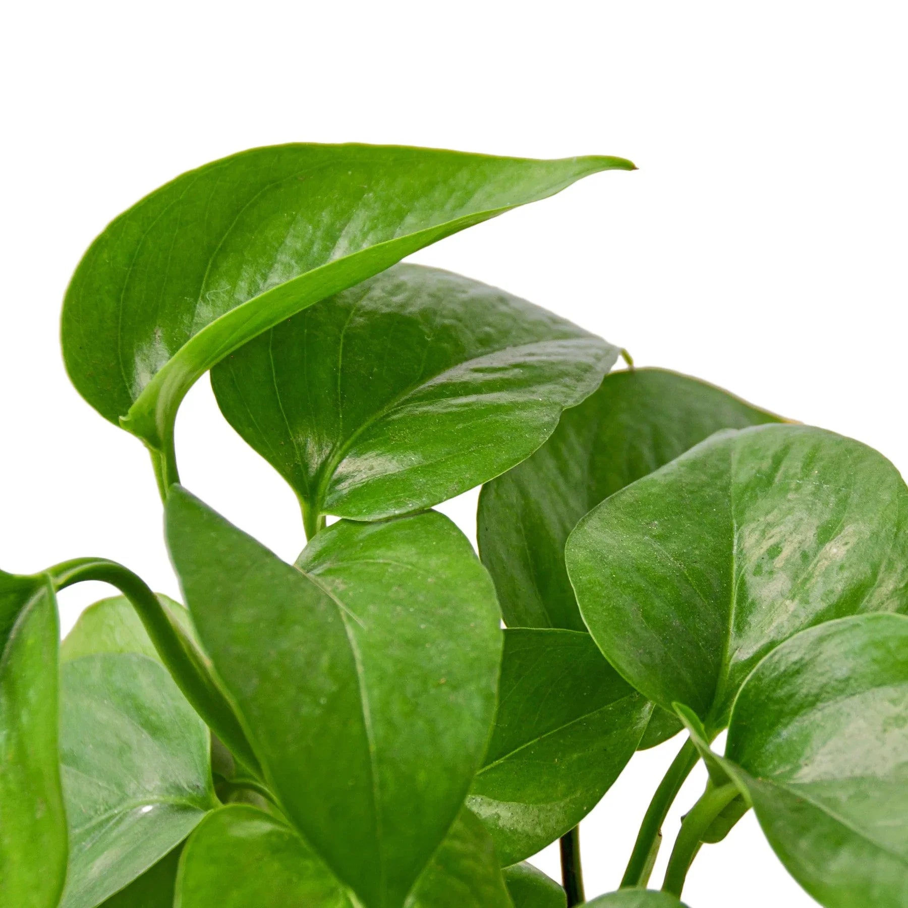 Pothos 'Green Queen' - Holiday Corner