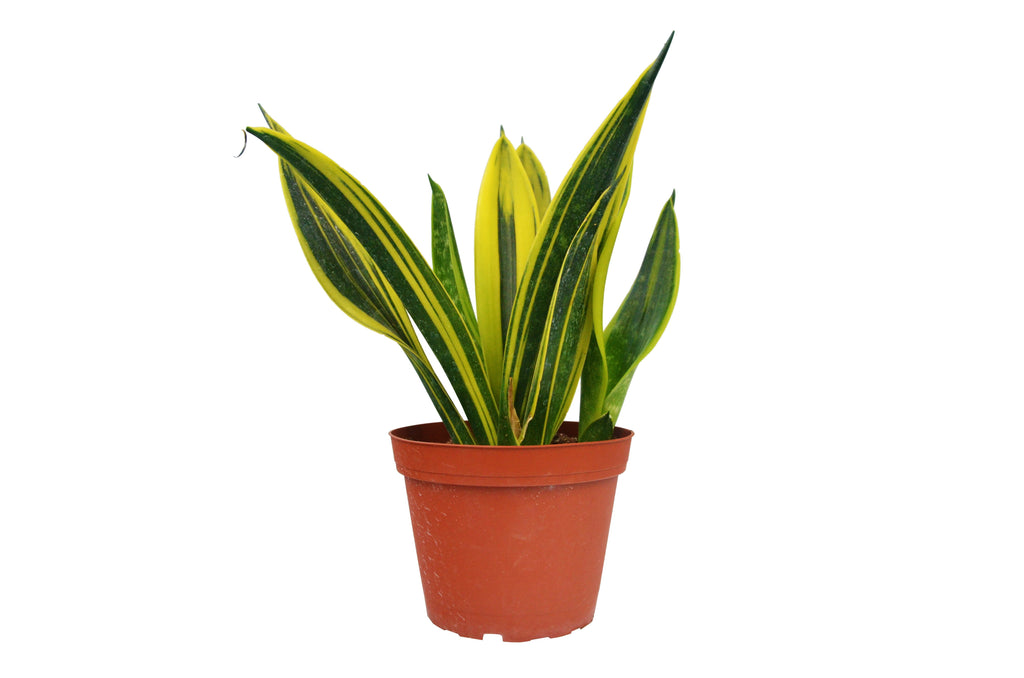 Snake 'Gold Flame' - Holiday Corner