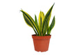 Snake 'Gold Flame' - Holiday Corner