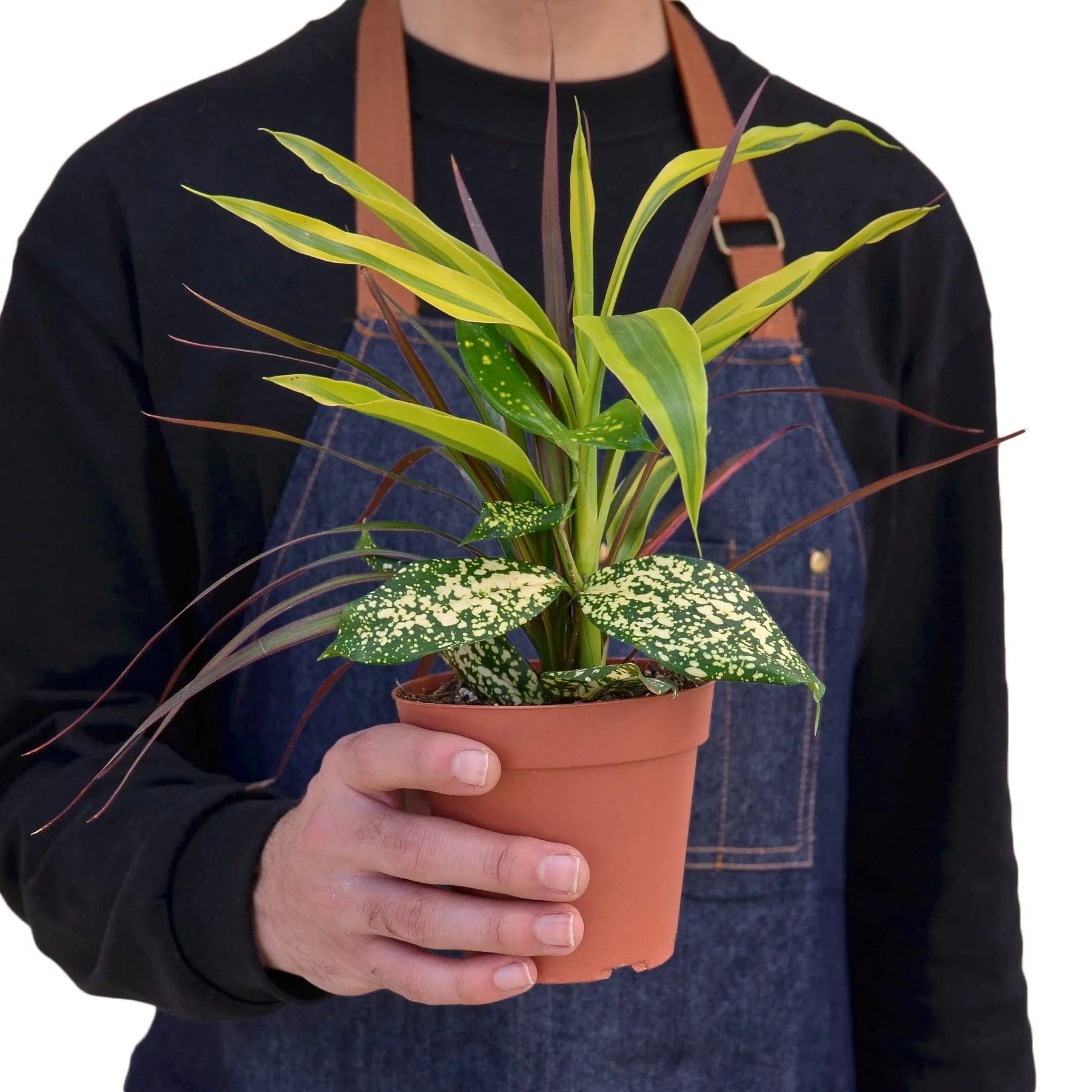 Dracaena 'Combo' - Holiday Corner