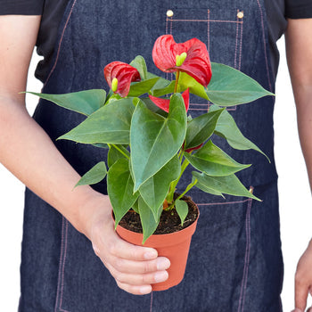 Anthurium 'Red' - Holiday Corner