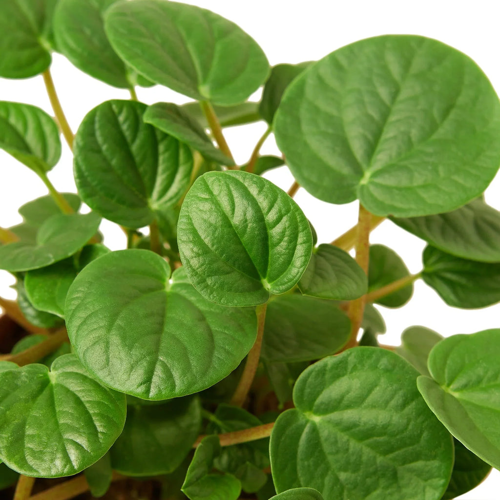 Peperomia 'Rana Verde' - Holiday Corner