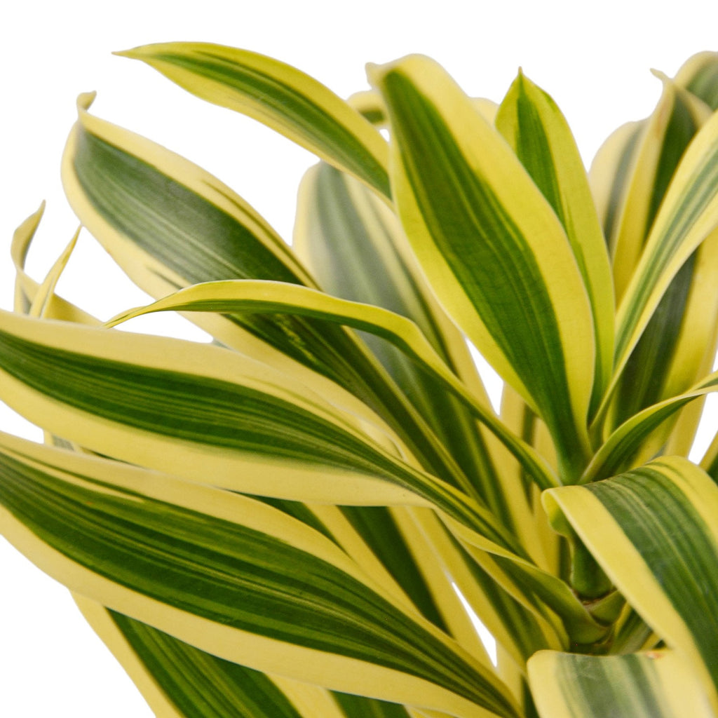 Dracaena 'Song of India' - Holiday Corner