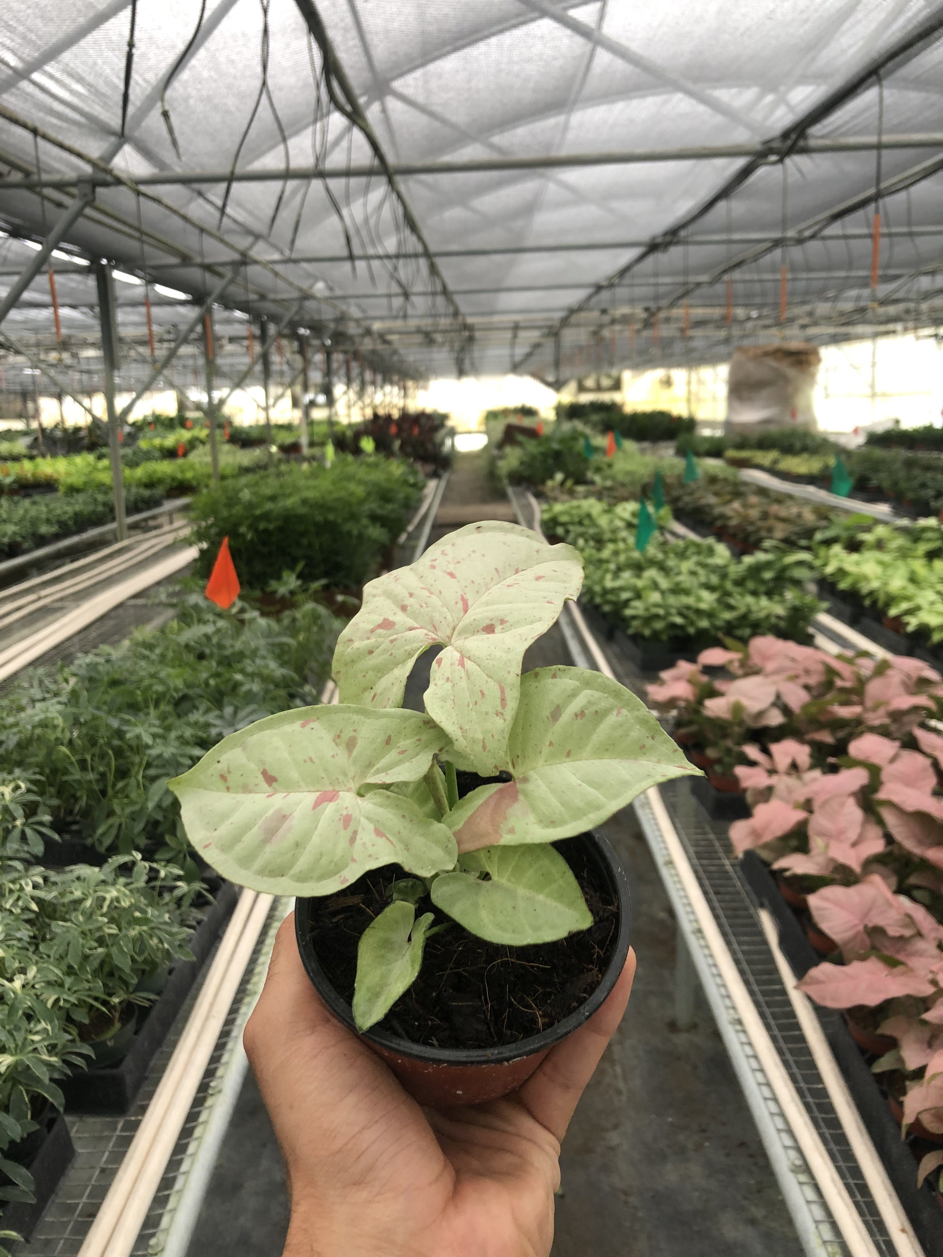Syngonium 'Milk Confetti' - Holiday Corner
