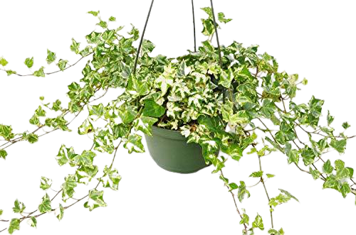 English Ivy 'Kolibre' - Holiday Corner