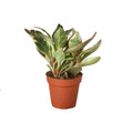 Peperomia 'Ginny' - Holiday Corner