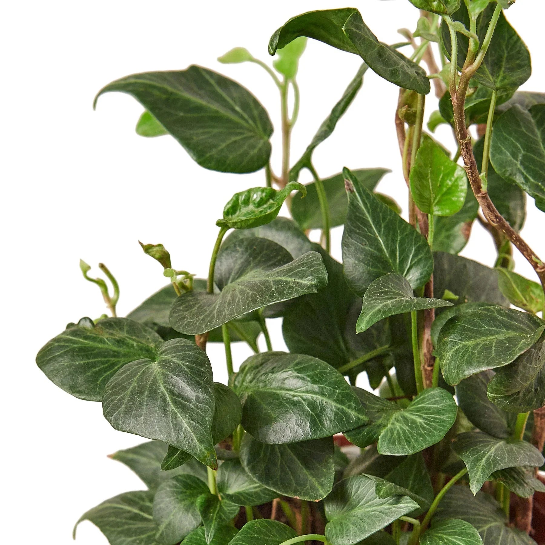 English Ivy 'Heart' - Holiday Corner