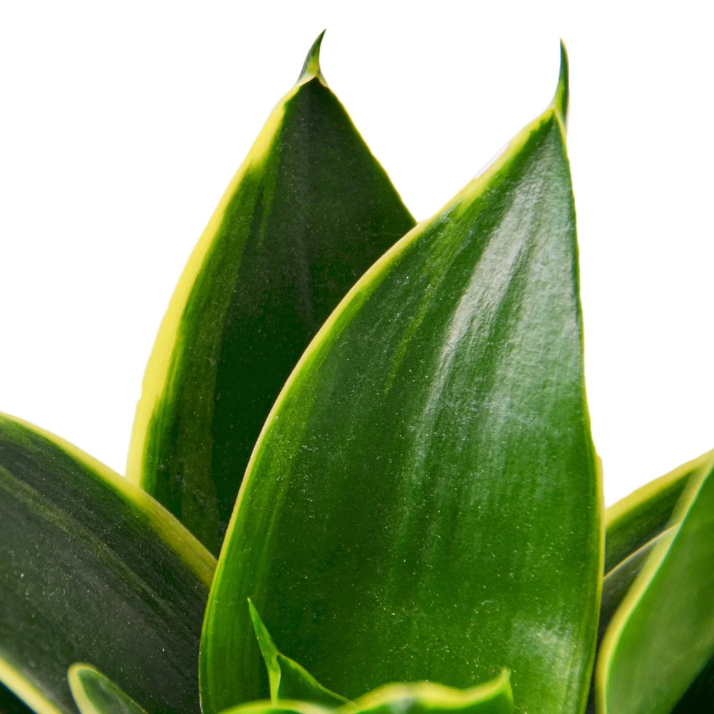 Snake Plant Emerald Star - Holiday Corner