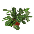 Maranta 'Lemon Lime' - Holiday Corner